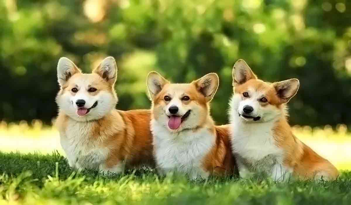 自动攻击网站工具下载