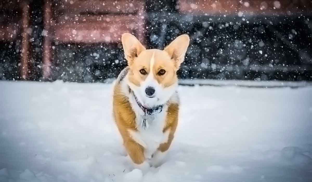 攻击网站的方法