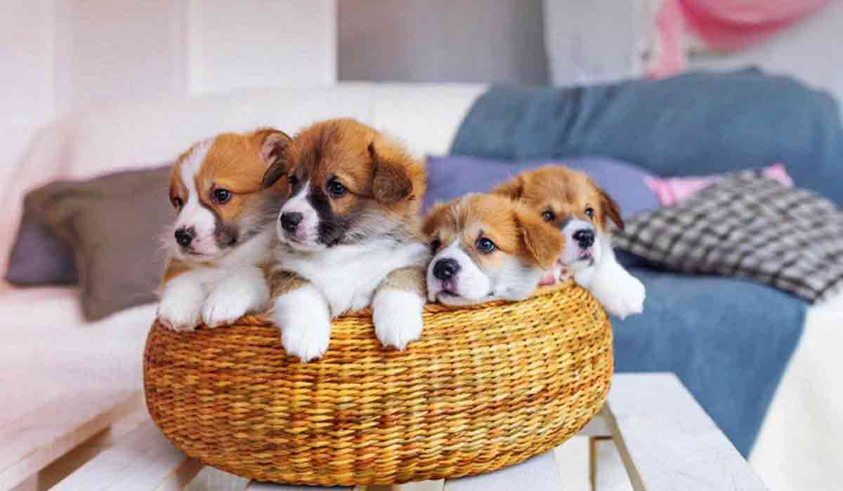 快速补货的cc攻击工具