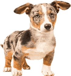 区域优化的cc攻击工具